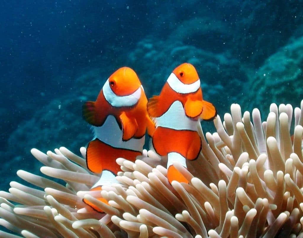 Clown Fish Great Barrier Reef