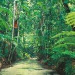 Fraser Island Rainforest